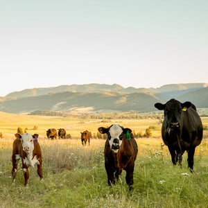 Mini Grass-Fed Beef Share (Deposit)