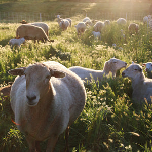 Whole Grass-Fed Lamb (Deposit)